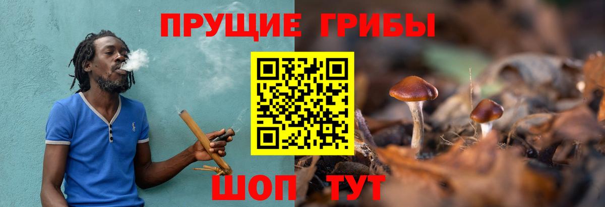 Псилоцибиновые грибы Psilocybe Владивосток